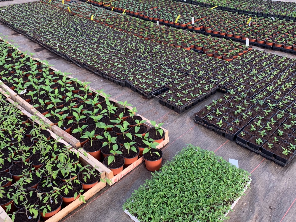 Comment cultivons-nous