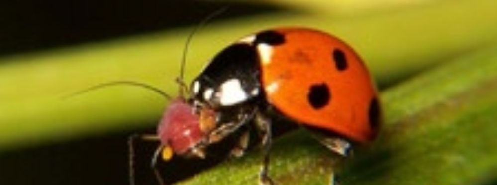 Protection Biologique Intégrée (PBI)