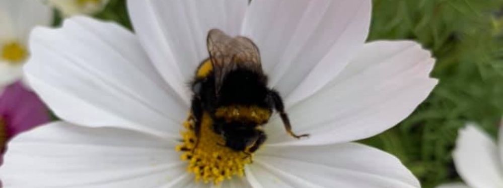 Biodiversité préservée