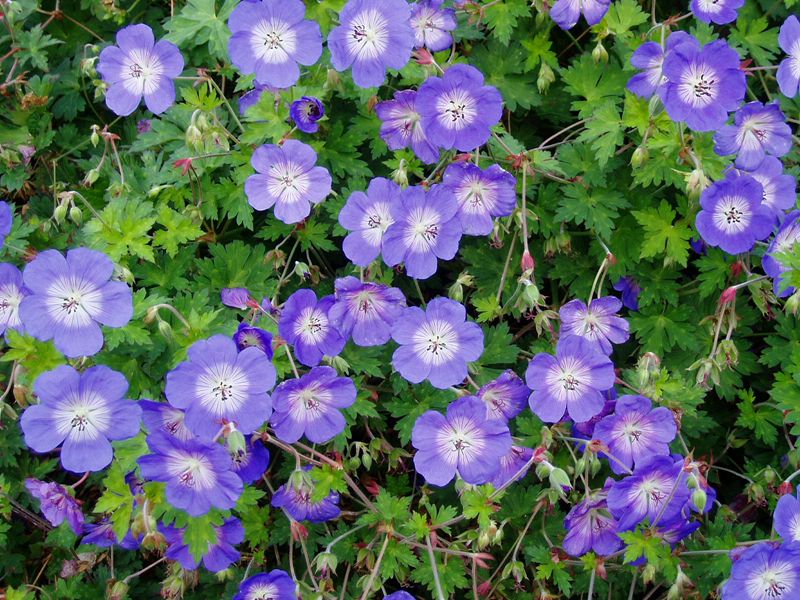 Le Géranium vivace Rozanne