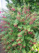 Le Fuchsia Riccartonii