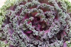 Fiche plante — Chou d'ornement