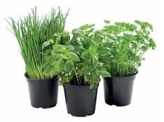 Aromatiques Bio