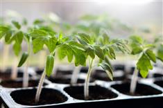 Listing tomates 2024