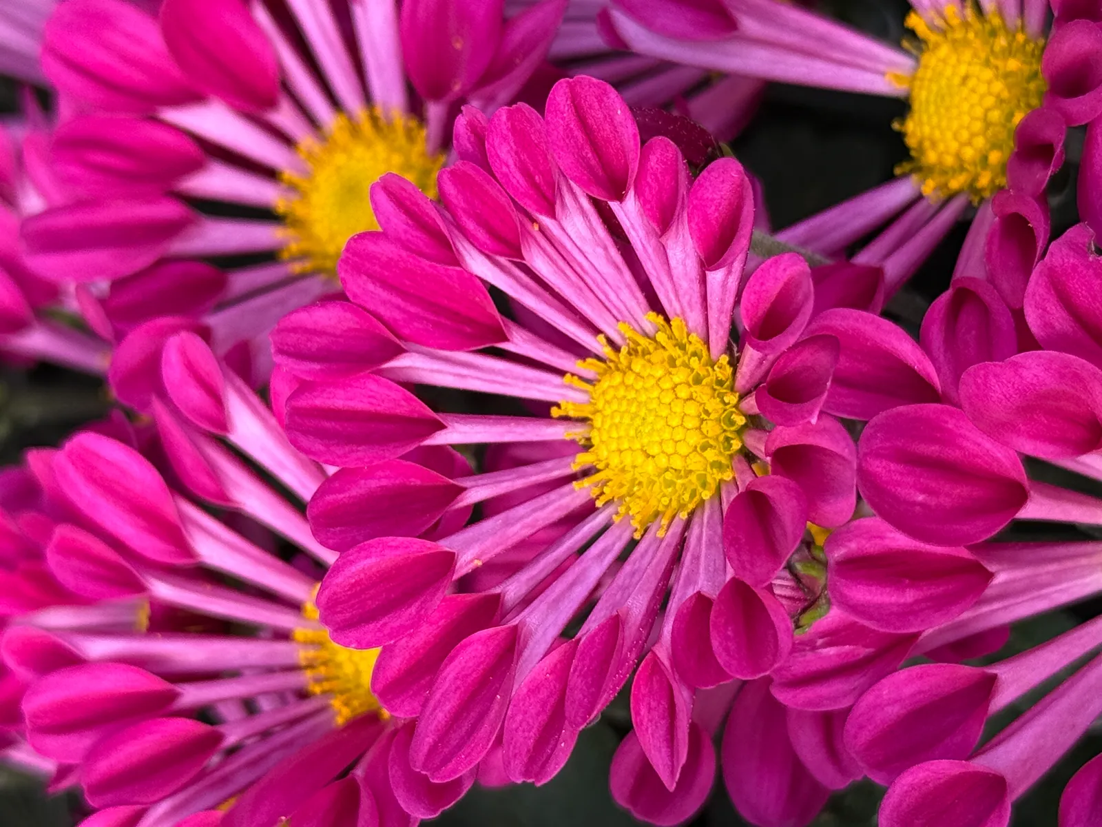Chrysanthemes