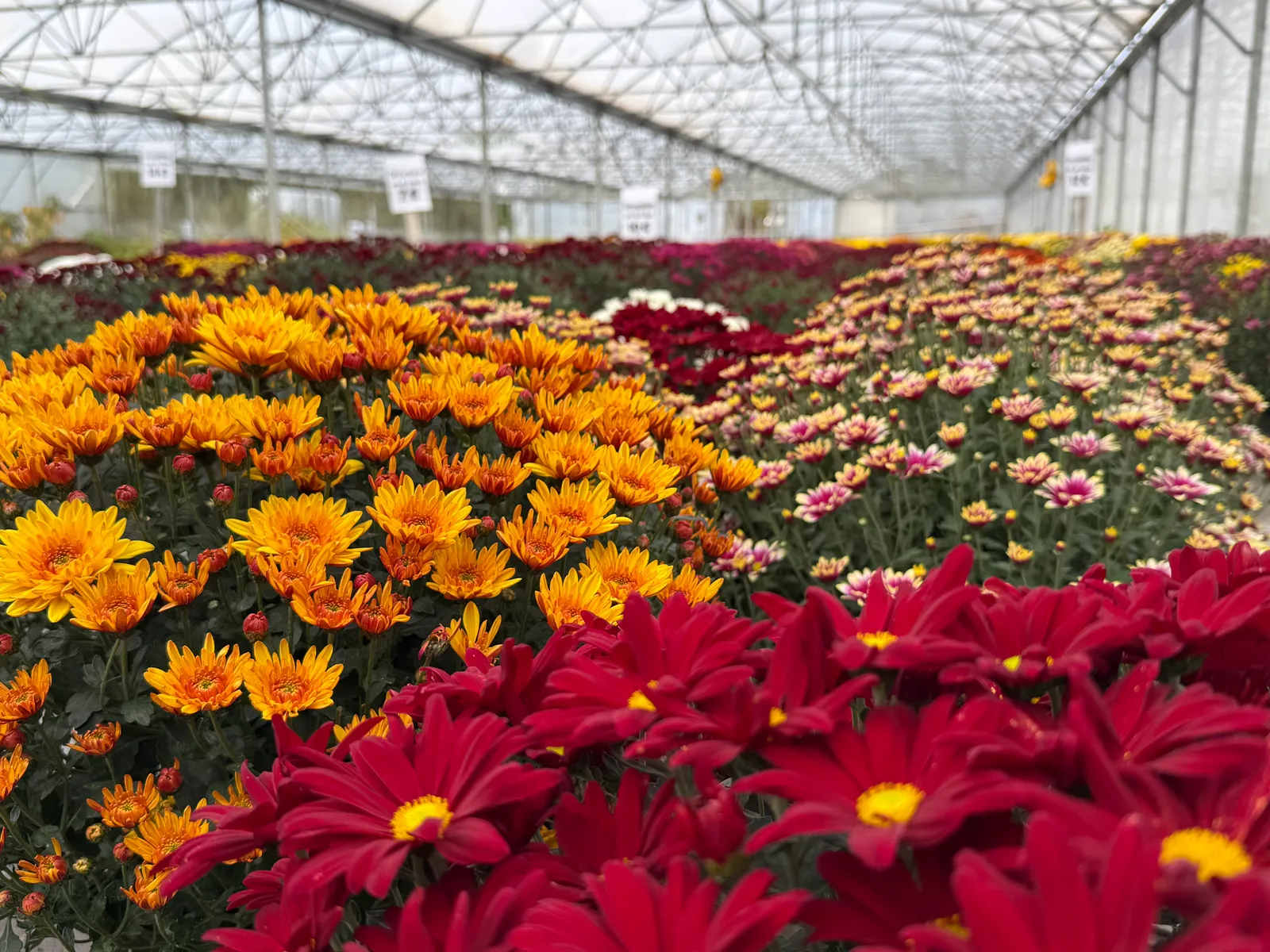 Chrysanthèmes