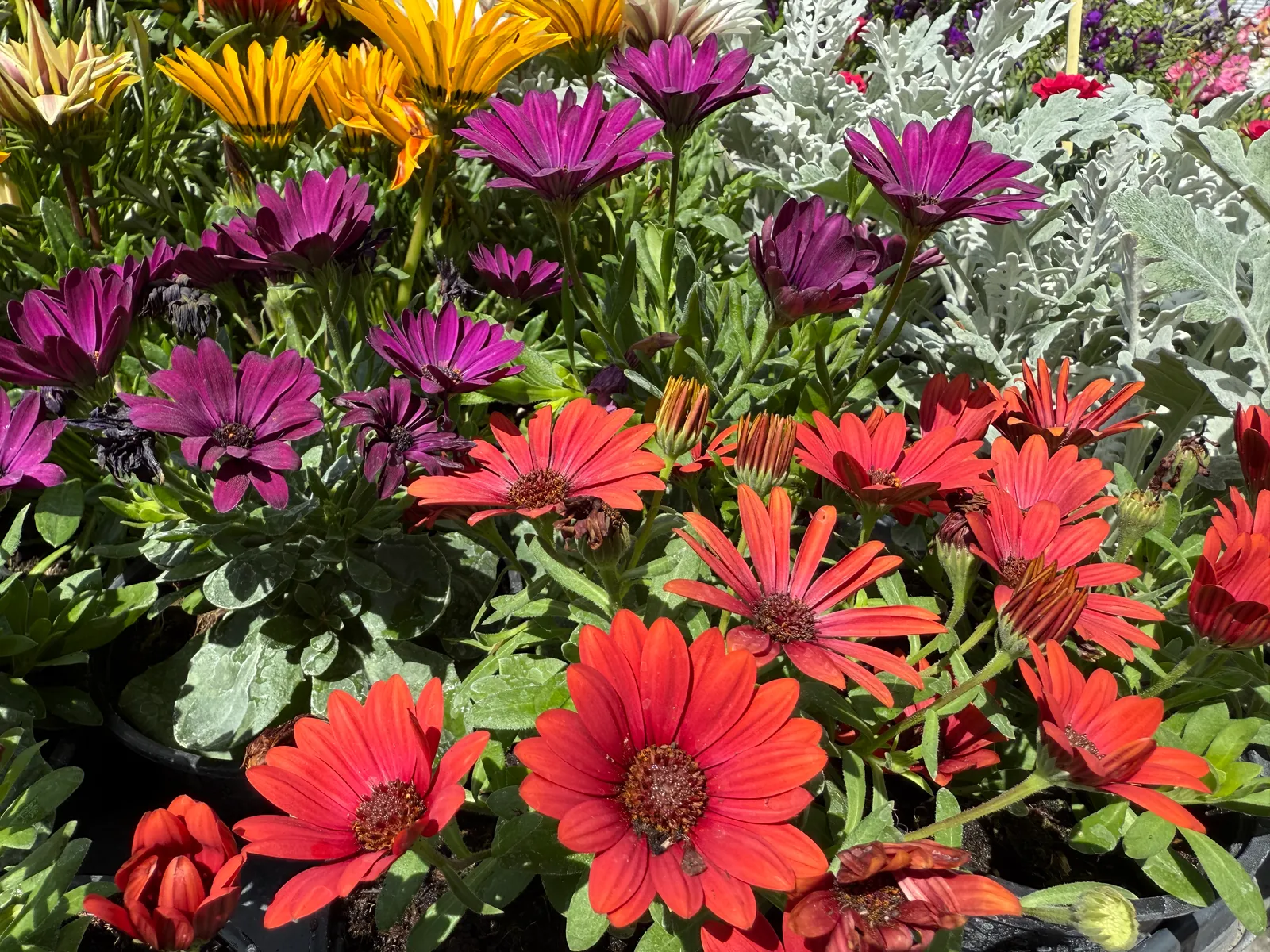 Plantes & fleurs de Provence