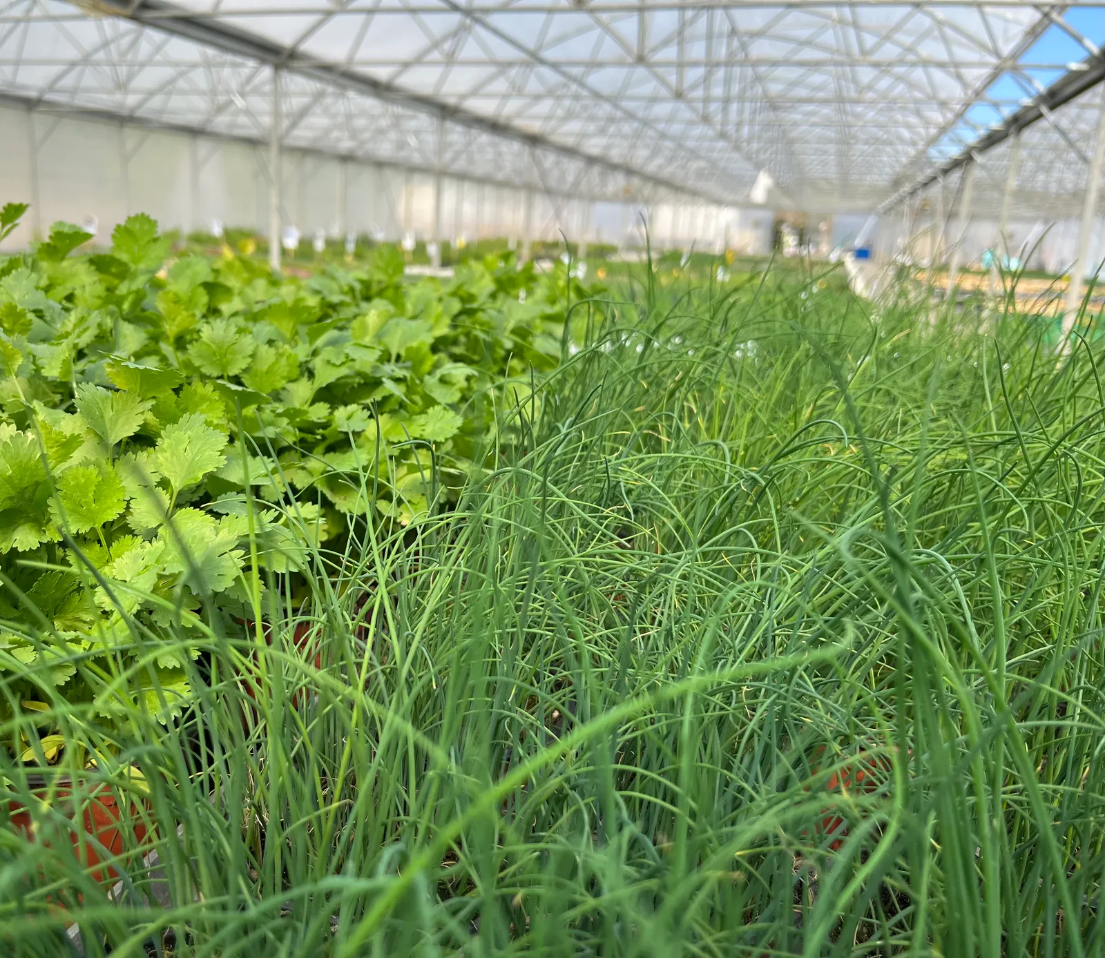 Plants potagers bio